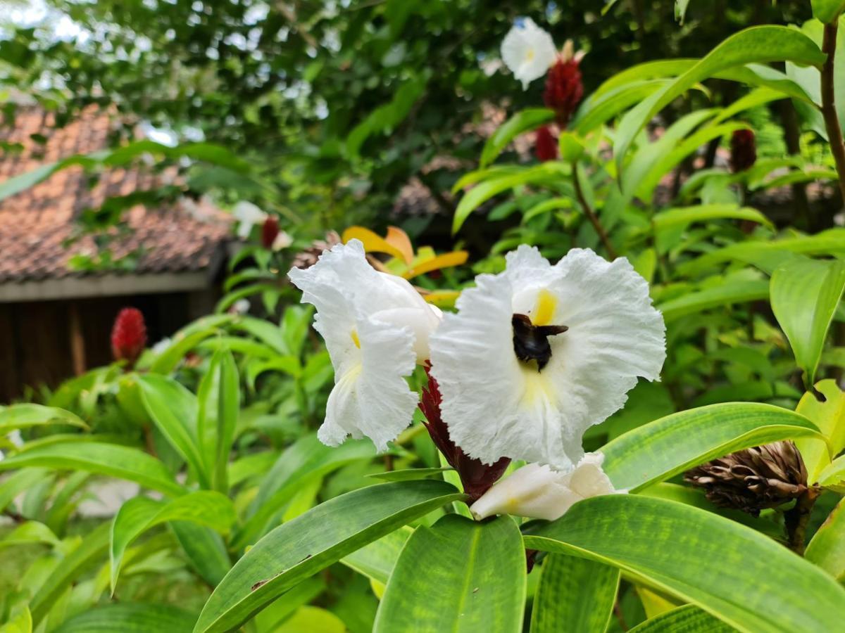 Villa Kayu Yogyakarta Exteriér fotografie